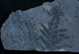 Beautiful, Large Plate of Mariopteris Fern Fossils #3381-1